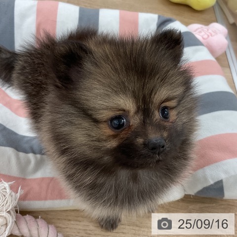 ポメラニアンの写真
