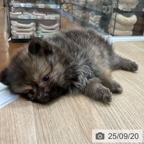 ポメラニアンの写真