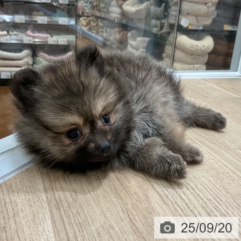 ポメラニアンの写真