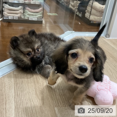 ポメラニアンの写真