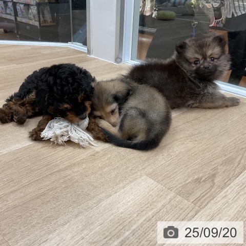 ポメラニアンの写真