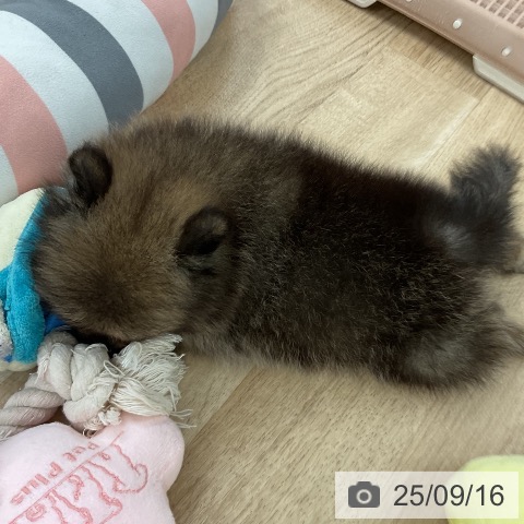 ポメラニアンの写真