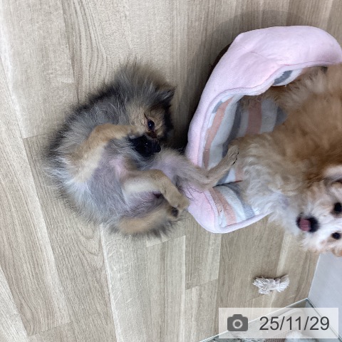 ポメラニアンの写真