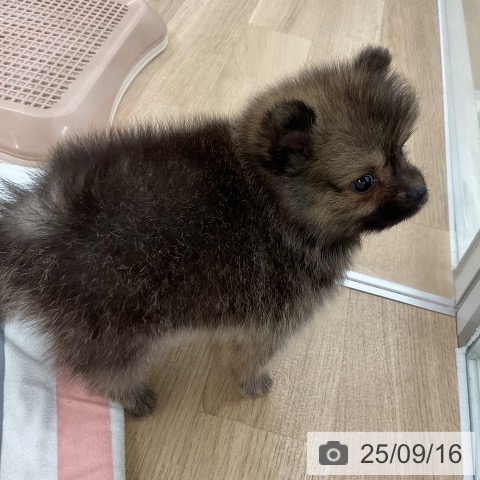 ポメラニアンの写真
