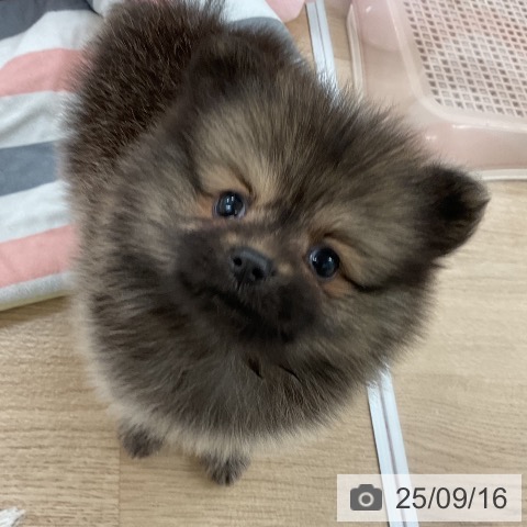 ポメラニアンの写真