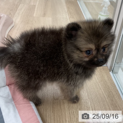 ポメラニアンの写真