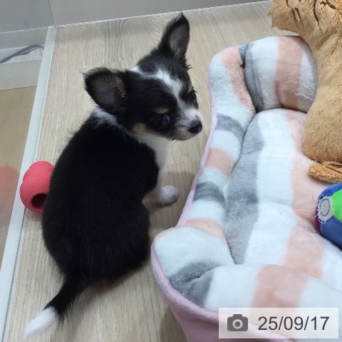 チワワの写真