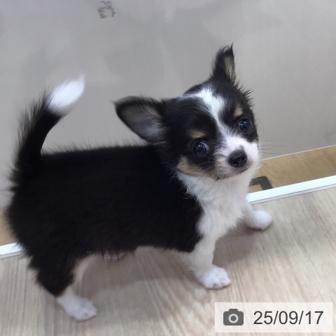 チワワの写真