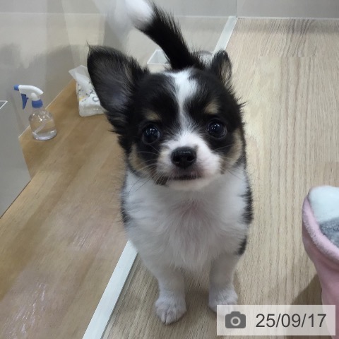 チワワの写真