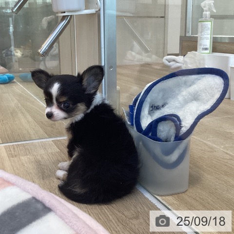 チワワの写真