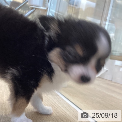 チワワの写真