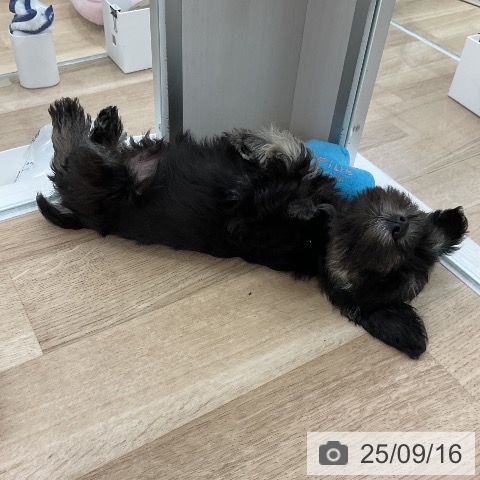 ミニチュア・シュナウザーの写真