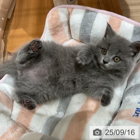 ブリティッシュショートヘアの写真