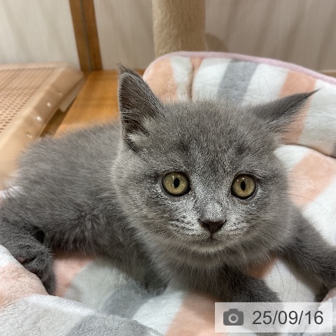ブリティッシュショートヘアの写真