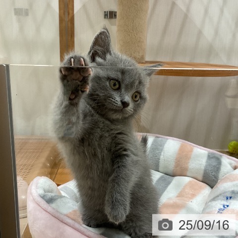 ブリティッシュショートヘアの写真