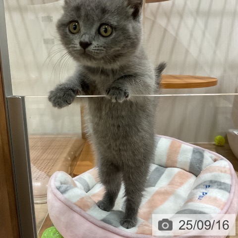 ブリティッシュショートヘアの写真