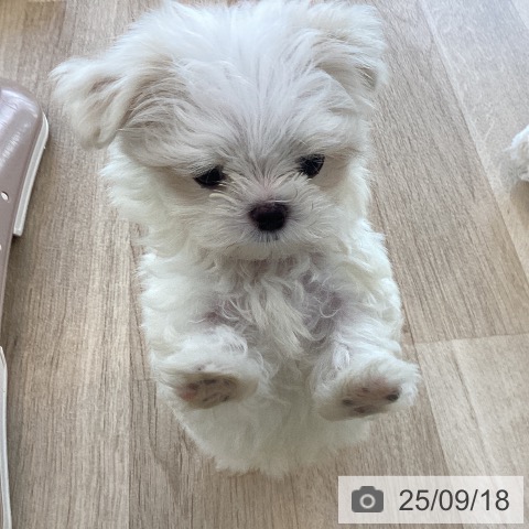 マルチーズの写真