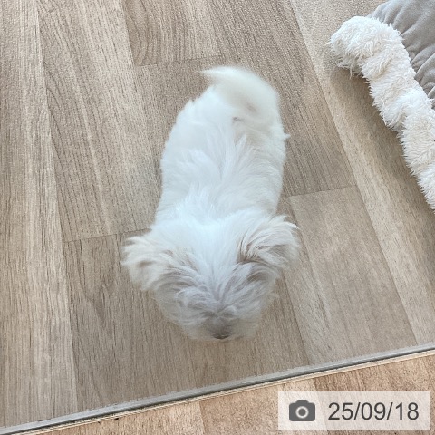 マルチーズの写真