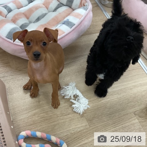 ミニチュア・ピンシャーの写真