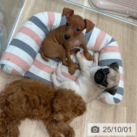 ミニチュア・ピンシャーの写真