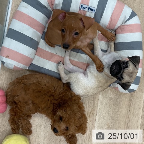 ミニチュア・ピンシャーの写真
