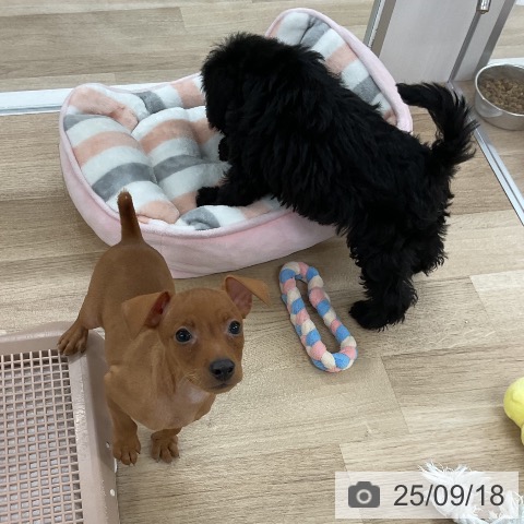 ミニチュア・ピンシャーの写真