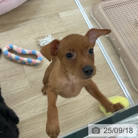 ミニチュア・ピンシャーの写真