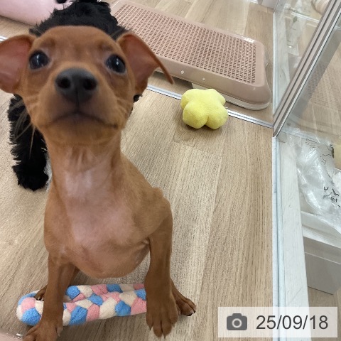 ミニチュア・ピンシャーの写真