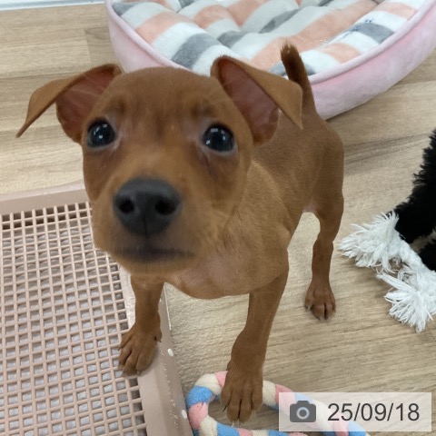 ミニチュア・ピンシャーの写真