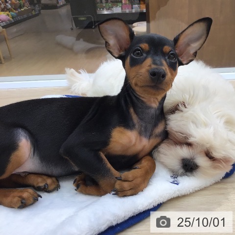 ミニチュア・ピンシャーの写真