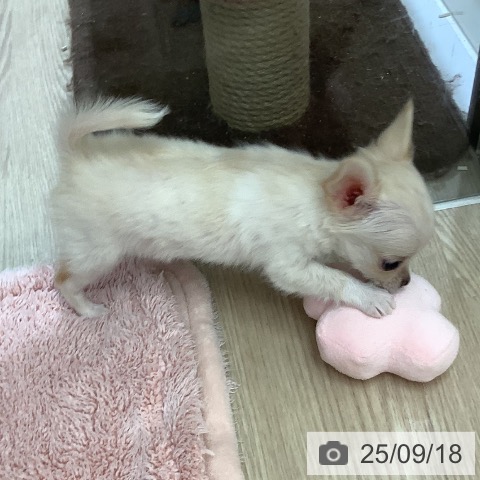 チワワの写真