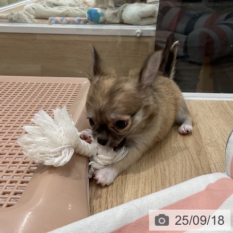 チワワの写真