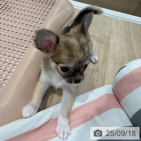 チワワの写真