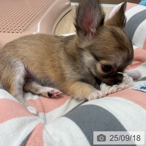 チワワの写真