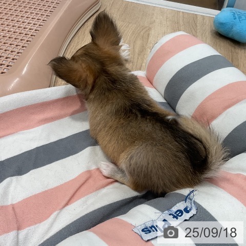 チワワの写真