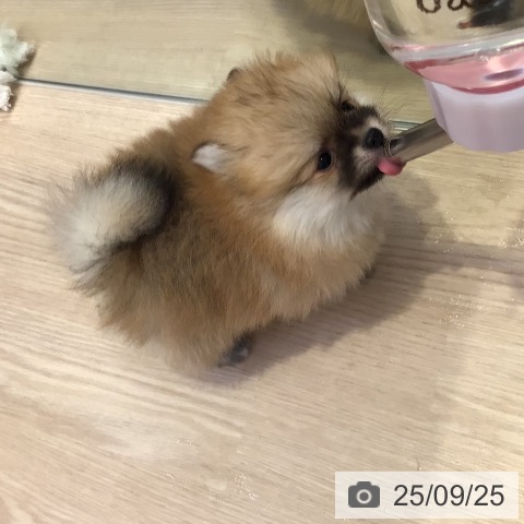 ポメラニアンの写真