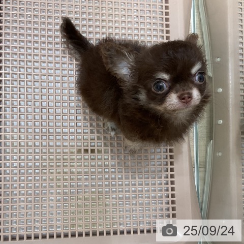 チワワの写真