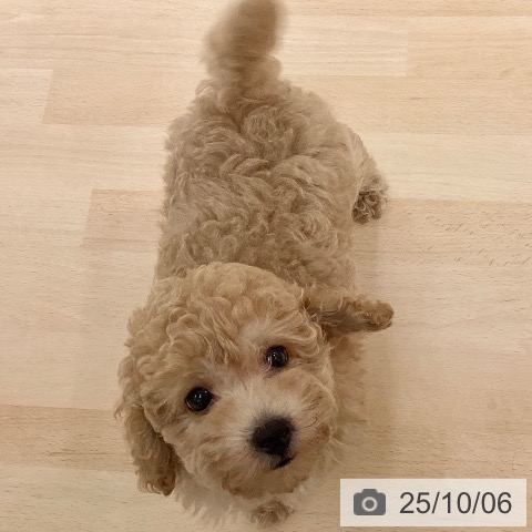 トイ・プードルの写真