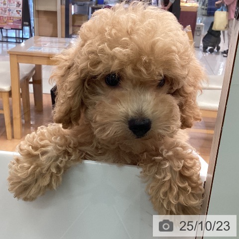 トイ・プードルの写真