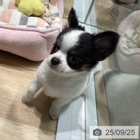 チワワの写真
