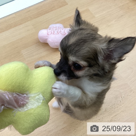 チワワの写真