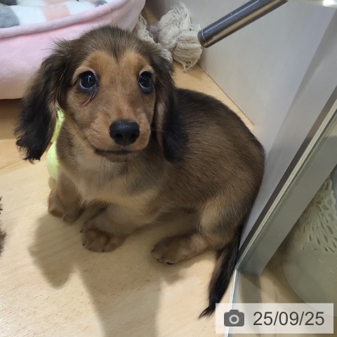 ミニチュア・ダックスフンドの写真