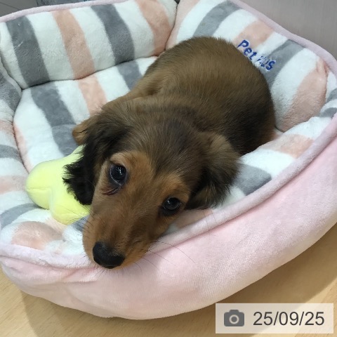 ミニチュア・ダックスフンドの写真