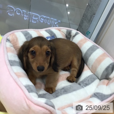 ミニチュア・ダックスフンドの写真
