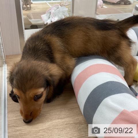ミニチュア・ダックスフンドの写真