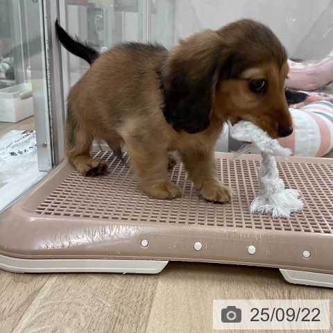 ミニチュア・ダックスフンドの写真