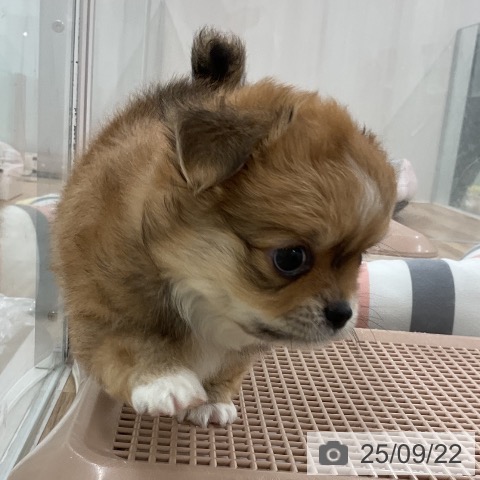 チワワの写真