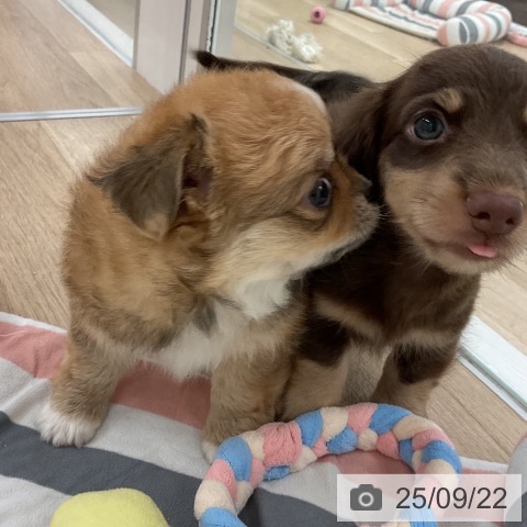チワワの写真