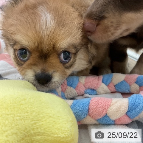 チワワの写真