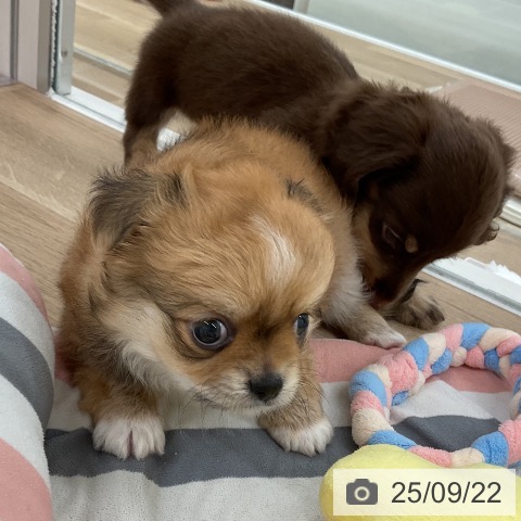 チワワの写真